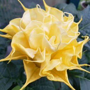 Katmerli sarı datura tohumu ballerina serisi