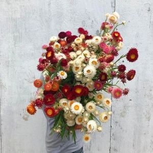 Ölümsüz çiçek helichrysum tohumu büyük çiçekli karışım