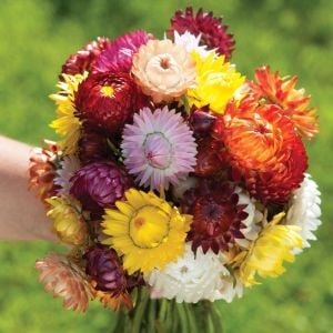 Ölümsüz çiçek helichrysum tohumu büyük çiçekli karışım