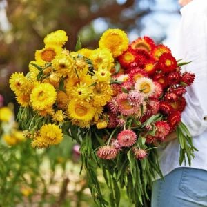 Ölümsüz çiçek helichrysum tohumu büyük çiçekli karışım