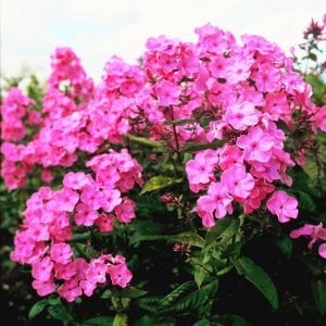 Pembe floks fidesi phlox paniculata rijnstroom
