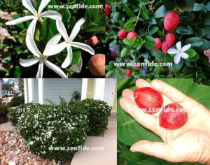 Çalı yasemin fidesi kokulu carissa grandiflora natal plum