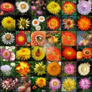 Ölümsüz çiçek helichrysum tohumu büyük çiçekli karışım