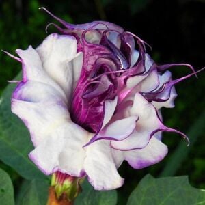 Katmerli mor datura tohumu ballerina serisi
