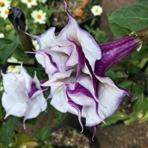 Katmerli mor datura tohumu ballerina serisi