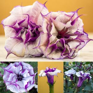 Katmerli mor datura tohumu ballerina serisi