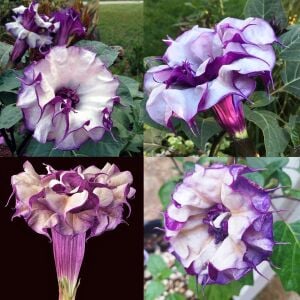 Katmerli mor datura tohumu ballerina serisi
