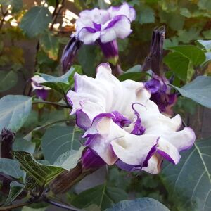 Katmerli mor datura tohumu ballerina serisi