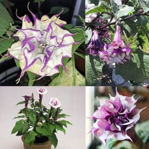 Katmerli mor datura tohumu ballerina serisi