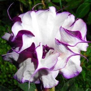 Katmerli mor datura tohumu ballerina serisi