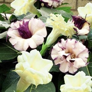 Katmerli mor datura tohumu ballerina serisi