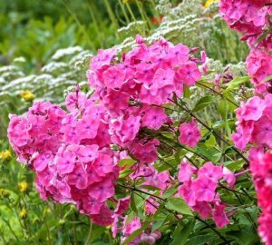 Pembe floks fidesi phlox paniculata rijnstroom 1 adet fide