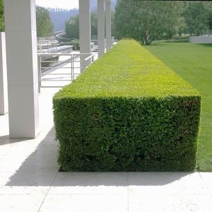 Bodur mersin fidanı çit bitkisi topiary myrtus communis