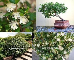Bodur mersin fidanı çit bitkisi topiary myrtus communis