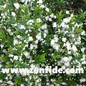 Bodur mersin fidanı çit bitkisi topiary myrtus communis