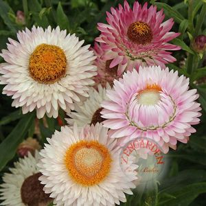 Ölümsüz çiçek helichrysum tohumu saksılık katmerli 8 renk karışım