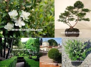 Bodur mersin fidanı çit bitkisi topiary myrtus communis
