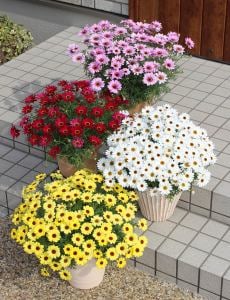 3 adet karışık renk Çeşme papatyası fidesi argyranthemum