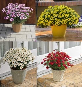 3 adet karışık renk Çeşme papatyası fidesi argyranthemum