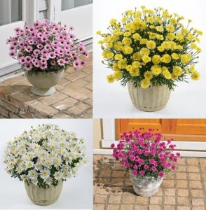 3 adet karışık renk Çeşme papatyası fidesi argyranthemum