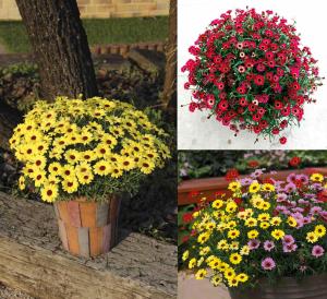 3 adet karışık renk Çeşme papatyası fidesi argyranthemum