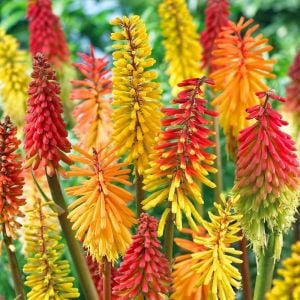 Fener çiçeği tohumu karışık renk kniphofia royal castle mixture