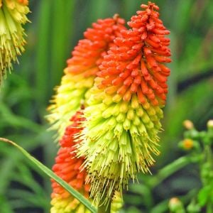 Fener çiçeği tohumu karışık renk kniphofia royal castle mixture