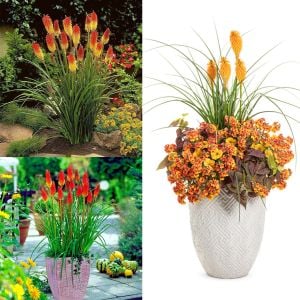 Fener çiçeği tohumu karışık renk kniphofia royal castle mixture