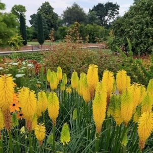 Fener çiçeği tohumu karışık renk kniphofia royal castle mixture