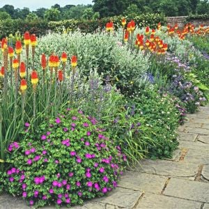 Fener çiçeği tohumu karışık renk kniphofia royal castle mixture