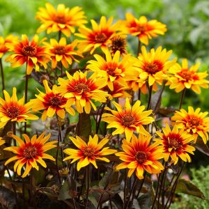 Kalp Yangını heliopsis fidesi çok yıllık kalıcı burning hearts