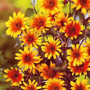 Kalp Yangını heliopsis fidesi çok yıllık kalıcı burning hearts