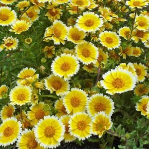 Layia tohumu tidy tips sarı beyaz platyglossa