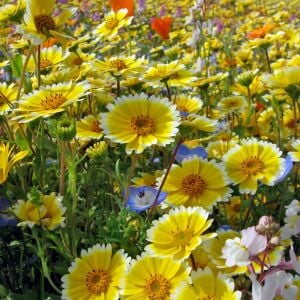 Layia tohumu tidy tips sarı beyaz platyglossa