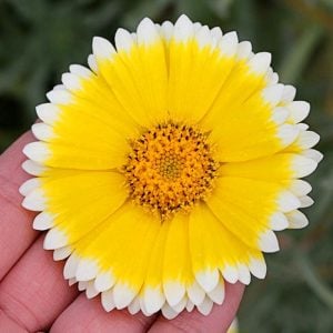 Layia tohumu tidy tips sarı beyaz platyglossa