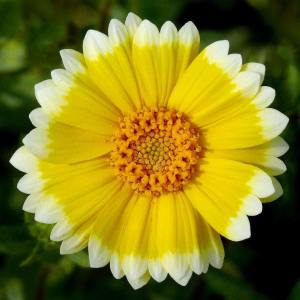 Layia tohumu tidy tips sarı beyaz platyglossa