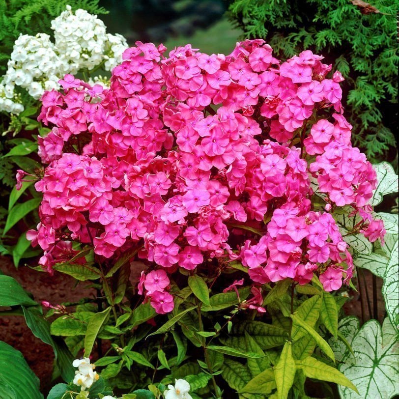 Pembe floks fidesi phlox paniculata rijnstroom 3 adet 7 cm saksıda