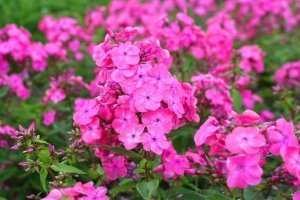 Pembe floks fidesi phlox paniculata rijnstroom 3 adet 7 cm saksıda