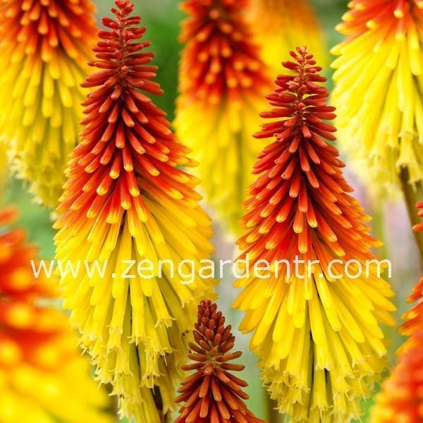 Fener çiçeği soğanı kniphofia alcazar