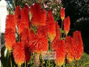 Fener çiçeği soğanı kniphofia alcazar