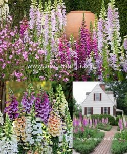 Karışık foxglove tohumu yüksükotu digitalis purpurea