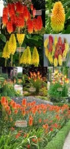 Fener çiçeği soğanı kniphofia alcazar