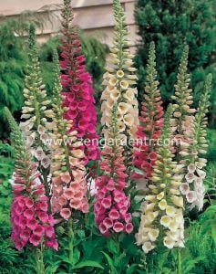 Karışık foxglove tohumu yüksükotu digitalis purpurea