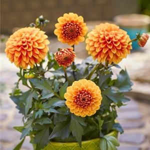 Choco Orange yıldız çiçeği fidesi dalya dahlia lubega power