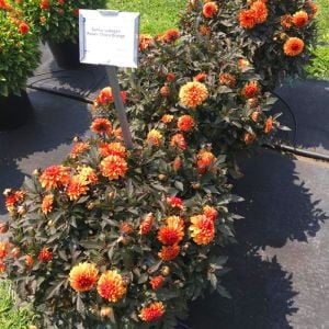 Choco Orange yıldız çiçeği fidesi dalya dahlia lubega power