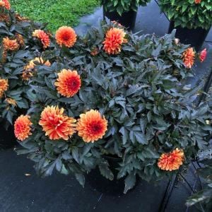 Choco Orange yıldız çiçeği fidesi dalya dahlia lubega power