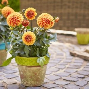 Choco Orange yıldız çiçeği fidesi dalya dahlia lubega power