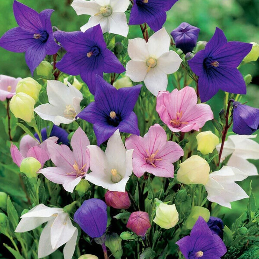 Platycodon tohumu balon çiçeği 3 renk karışım grandiflora