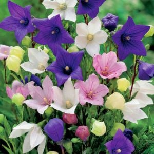 Platycodon tohumu balon çiçeği 3 renk karışım grandiflora