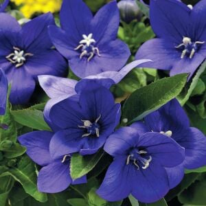 Platycodon tohumu balon çiçeği 3 renk karışım grandiflora